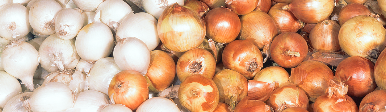 Onion Delight Banner Image
